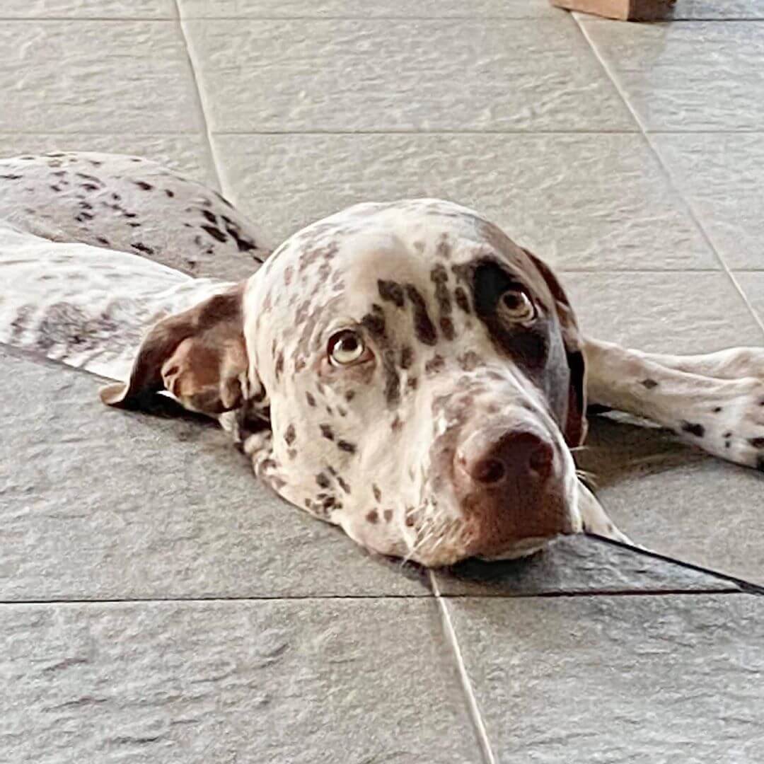 dog at nusa dua beach grill<br />
