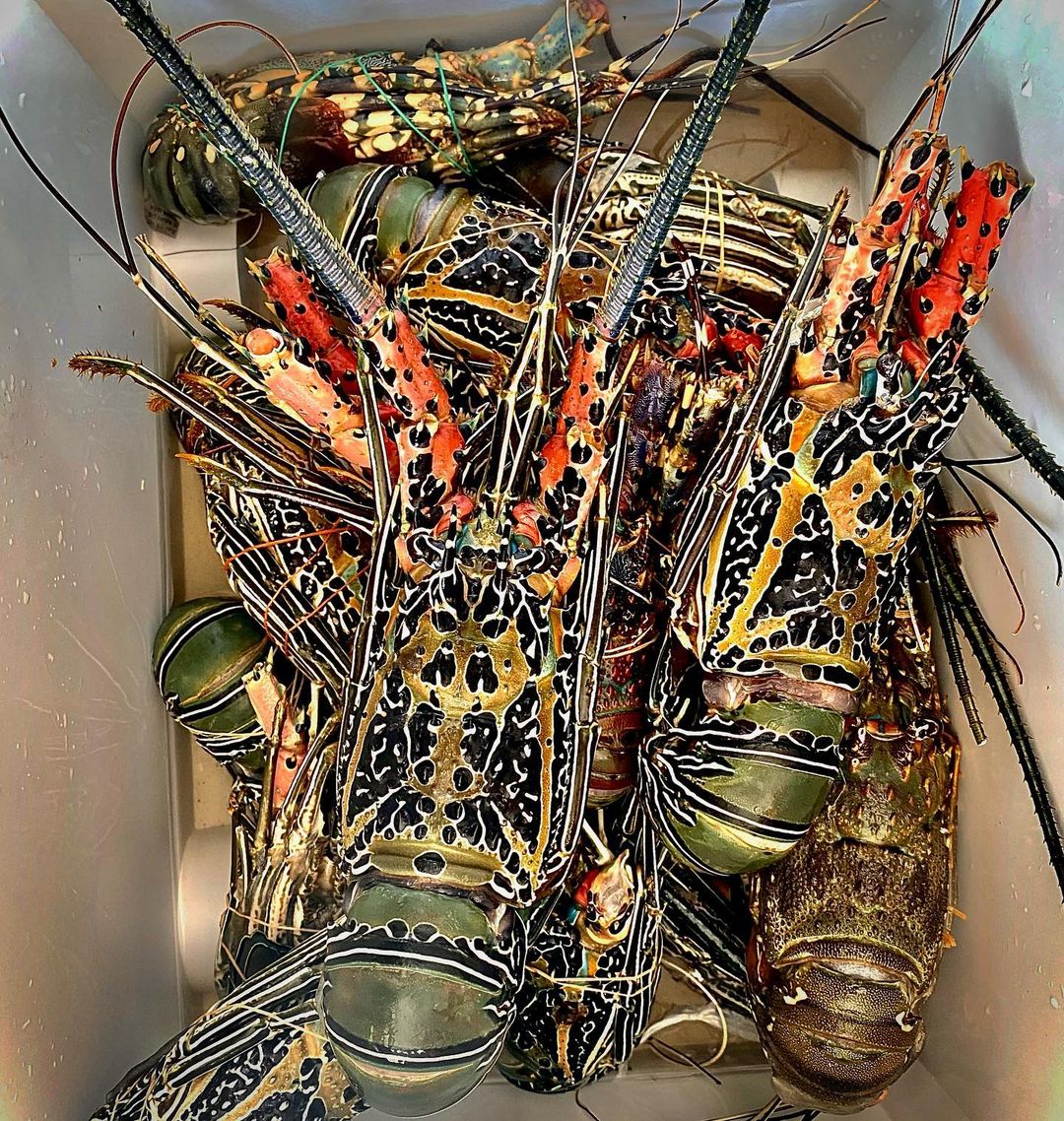 lobster at nusa dua beach grill